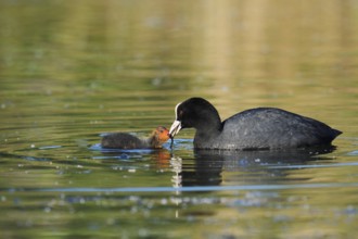 Eurasian Coot (Fulica atra) feeding chicks, North Rhine-Westphalia, Germany