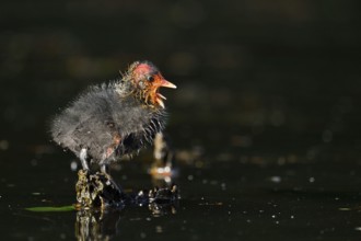 Eurasian Coot (Fulica atra), chick, North Rhine-Westphalia, Germany