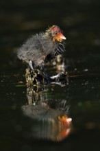Eurasian Coot (Fulica atra), chick, North Rhine-Westphalia, Germany