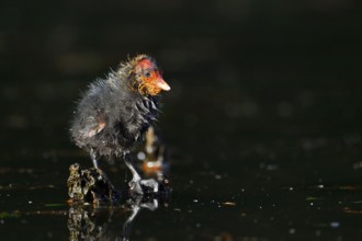Eurasian Coot (Fulica atra), chick, North Rhine-Westphalia, Germany