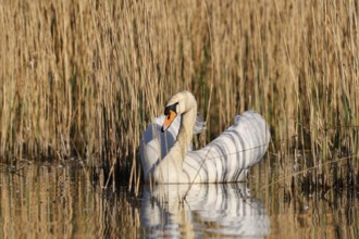 Mute swan (Cygnus olor), North Rhine-Westphalia, Germany