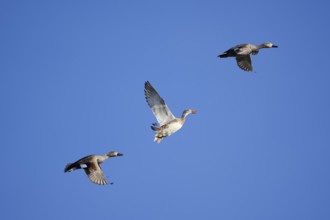 Gadwall (Mareca strepera, Anas strepera), drake and female flying, North Rhine-Westphalia, Germany