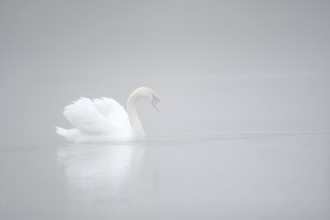 Mute swan (Cygnus olor) in the morning mist, North Rhine-Westphalia, Germany
