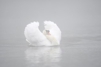 Mute swan (Cygnus olor) swimming menacingly in the morning mist, North Rhine-Westphalia, Germany