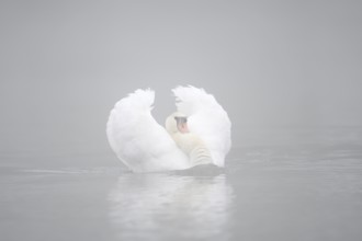 Mute swan (Cygnus olor) swimming menacingly in the morning mist, North Rhine-Westphalia, Germany