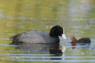 Eurasian Coot (Fulica atra) feeding chicks, North Rhine-Westphalia, Germany