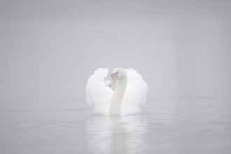 Mute swan (Cygnus olor) in the morning mist, North Rhine-Westphalia, Germany