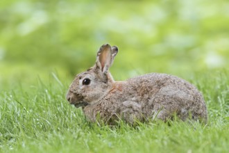 Wild rabbit (Oryctolagus cuniculus) in a meadow, North Rhine-Westphalia, Germany