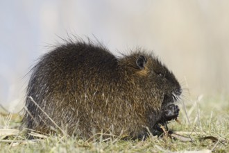 Nutria (Myocastor coypus) sits feeding on the lakeshore, neozoa in Germany, North Rhine-Westphalia,