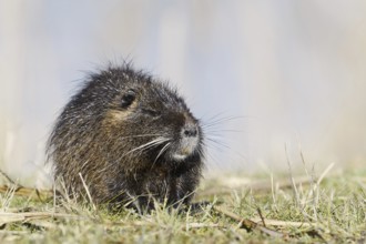 Nutria (Myocastor coypus), neozoa in Germany, North Rhine-Westphalia, Germany