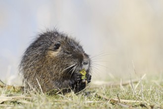 Nutria (Myocastor coypus) sits feeding on the lakeshore, neozoa in Germany, North Rhine-Westphalia,