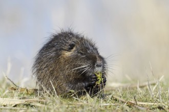 Nutria (Myocastor coypus) sits feeding on the lakeshore, neozoa in Germany, North Rhine-Westphalia,