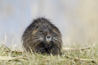 Nutria (Myocastor coypus) sits feeding on the lakeshore, neozoa in Germany, North Rhine-Westphalia,