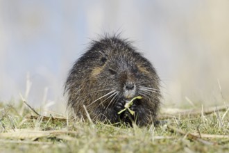 Nutria (Myocastor coypus) sits feeding on the lakeshore, neozoa in Germany, North Rhine-Westphalia,