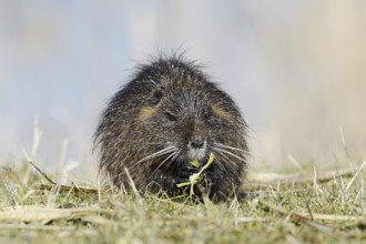 Nutria (Myocastor coypus) sits feeding on the lakeshore, neozoa in Germany, North Rhine-Westphalia,