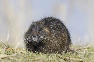 Nutria (Myocastor coypus), neozoa in Germany, North Rhine-Westphalia, Germany