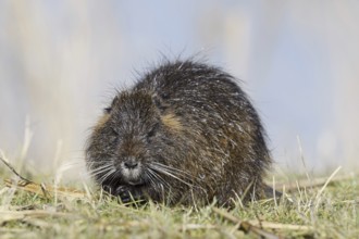 Nutria (Myocastor coypus), neozoa in Germany, North Rhine-Westphalia, Germany