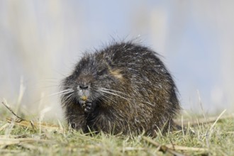 Nutria (Myocastor coypus), neozoa in Germany, North Rhine-Westphalia, Germany