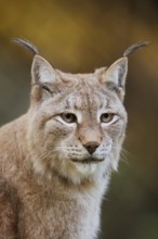 Eurasian lynx (Lynx lynx), portrait, captive, Germany