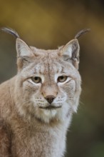 Eurasian lynx (Lynx lynx), portrait, captive, Germany