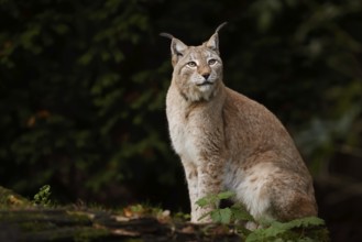 Eurasian lynx (Lynx lynx), captive, Germany