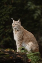 Eurasian lynx (Lynx lynx), captive, Germany