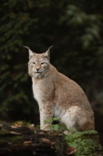 Eurasian lynx (Lynx lynx), captive, Germany