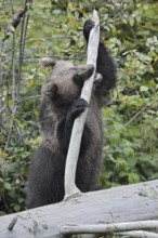 European brown bear (Ursus arctos arctos), young, captive, Bavarian Forest, Bavaria, Germany