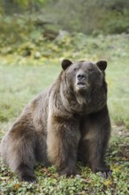 European brown bear (Ursus arctos arctos), captive, Bavaria, Germany