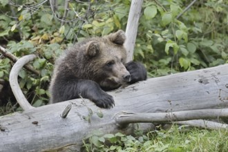 European brown bear (Ursus arctos arctos), young, captive, Bavarian Forest, Bavaria, Germany