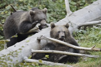 European brown bear (Ursus arctos arctos), young, captive, Bavarian Forest, Bavaria, Germany