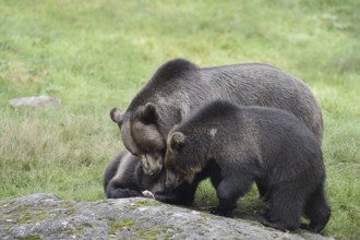 European brown bear (Ursus arctos arctos), female with young, captive, Bavarian Forest, Bavaria,