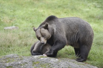 European brown bear (Ursus arctos arctos), female with young, captive, Bavarian Forest, Bavaria,