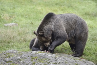 European brown bear (Ursus arctos arctos), female with young, captive, Bavarian Forest, Bavaria,