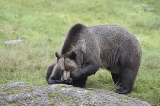 European brown bear (Ursus arctos arctos), female with young, captive, Bavarian Forest, Bavaria,