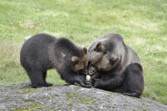 European brown bear (Ursus arctos arctos), female with young, captive, Bavarian Forest, Bavaria,