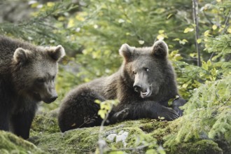 European brown bear (Ursus arctos arctos), young, captive, Bavarian Forest, Bavaria, Germany