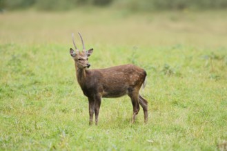 Sika deer (Cervus nippon), spit standing in a meadow, naturalised species, Sauerland, North