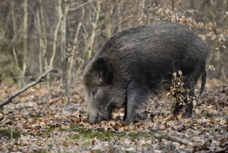 European wild boar (Sus scrofa scrofa), brook, North Rhine-Westphalia, Germany