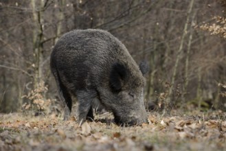 European wild boar (Sus scrofa scrofa), brook, North Rhine-Westphalia, Germany