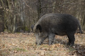 European wild boar (Sus scrofa scrofa), brook, North Rhine-Westphalia, Germany
