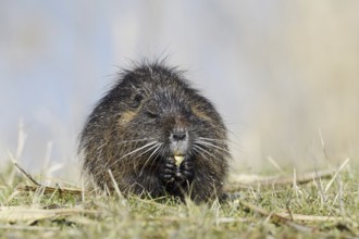 Nutria (Myocastor coypus) sits feeding on the lakeshore, neozoa in Germany, North Rhine-Westphalia,
