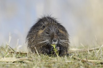 Nutria (Myocastor coypus) sits feeding on the lakeshore, neozoa in Germany, North Rhine-Westphalia,