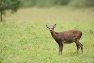 Sika deer (Cervus nippon), spit standing in a meadow, naturalised species, Sauerland, North