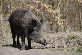 European wild boar (Sus scrofa scrofa), female and young boar, North Rhine-Westphalia, Germany