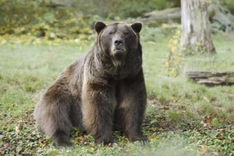 European brown bear (Ursus arctos arctos), captive, Bavaria, Germany
