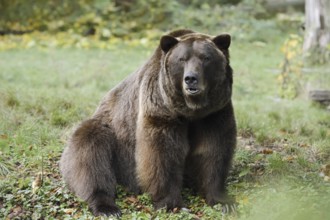 European brown bear (Ursus arctos arctos), captive, Bavaria, Germany