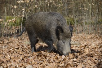 European wild boar (Sus scrofa scrofa), brook, North Rhine-Westphalia, Germany