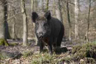 European wild boar (Sus scrofa scrofa), brook, North Rhine-Westphalia, Germany