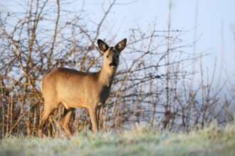 European roe deer (Capreolus capreolus), fawn in winter, Lower Saxony, Germany